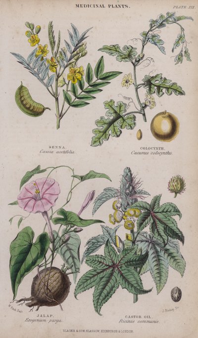 Senna; kolocynt; jalap; Ricinový olej (barevné rytí) od W. Fitch