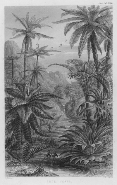 Tree Ferns (barevné gravírování) od W. Fitch
