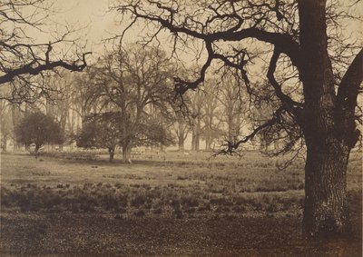 Windsorský park, Krmení jelenů, 50. léta 19. století. od W. H. Nicholl