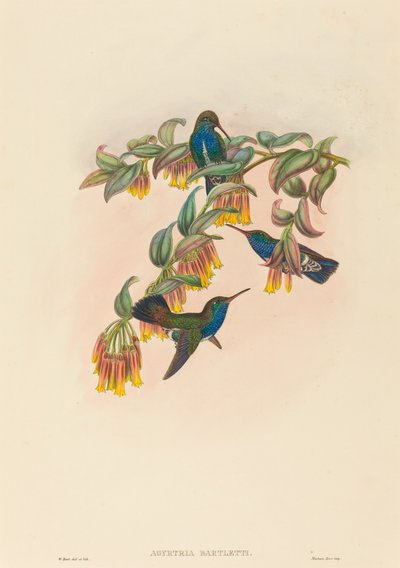 Agyrtria bartletti (Bartlettův smaragd) od W. Hart