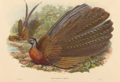 Bažant Argus (Argusianus Argus) od W. Hart