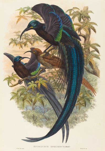 Epimachus speciosus (srpkovitý rajský pták) od W. Hart