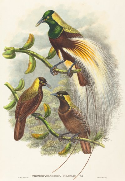 Trichoparadisea William od W. Hart