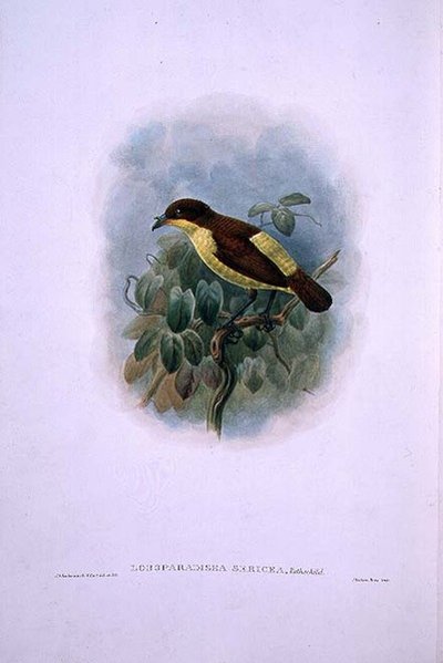 Loboparadisea serica, Vodomilný pták rajský (barevná litografie) od W. and Keulemans J.G. Hart