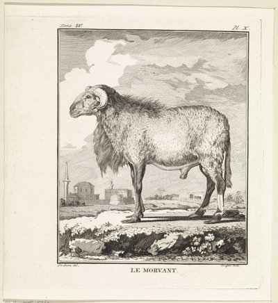 RAM Le Morvant (název na objektu) od W. Tringham