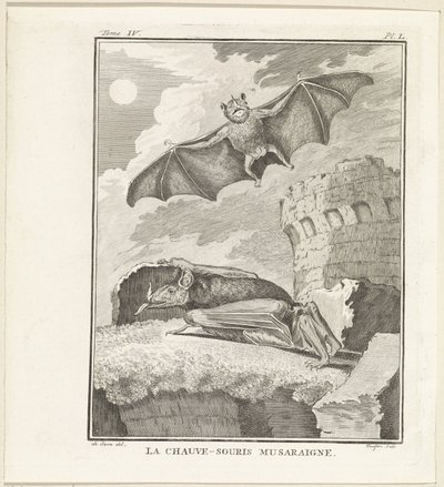 Vleermuizen The Shrew Bat (název na objektu) od W. Tringham