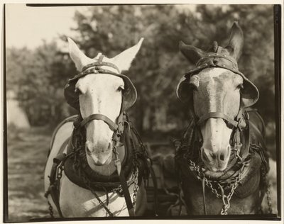 [Dva muly, Hale County, Alabama] od Walker Evans