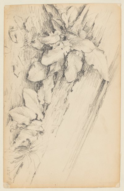 Studie rostlin a shnilého kmene stromu, 155. ulice od Walter Clark
