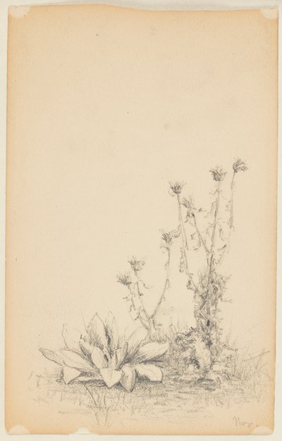 Studium planě rostoucích rostlin od Walter Clark