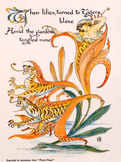 Tygří lilie, ilustrace z 