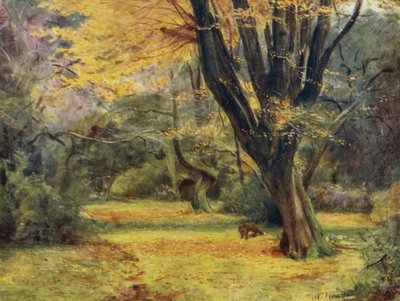 The New Forest: Maples, poblíž Queen