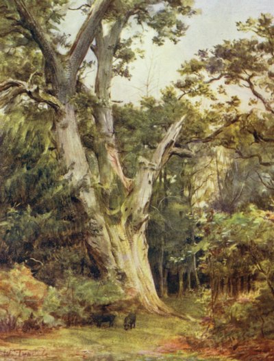 The New Forest: The King at Boldrewood (color litho) od Walter Frederick Roofe Tyndale