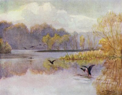 The New Forest: The Pool at Minstead Mill (barevné lito) od Walter Frederick Roofe Tyndale