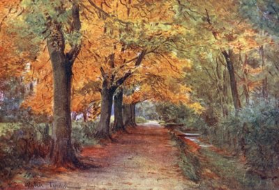 Wessex: Bockhampton Bank, nedaleko Dorchesteru (barevná litografie) od Walter Frederick Roofe Tyndale