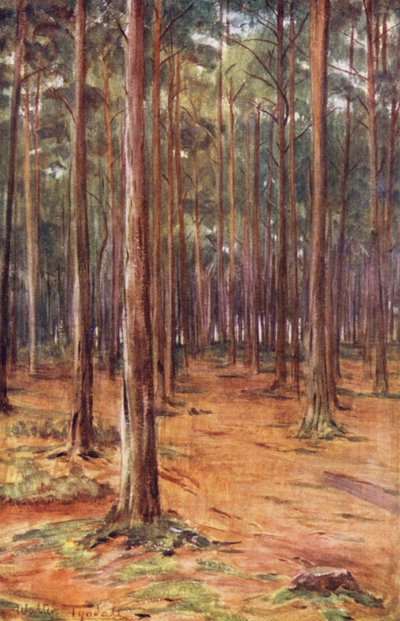 Wessex: Pine-woods near Bournemouth (barevná litografie) od Walter Frederick Roofe Tyndale