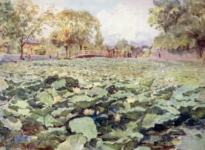 Bílý lotos, hradní příkop, Kofu od Walter Frederick Roofe Tyndale