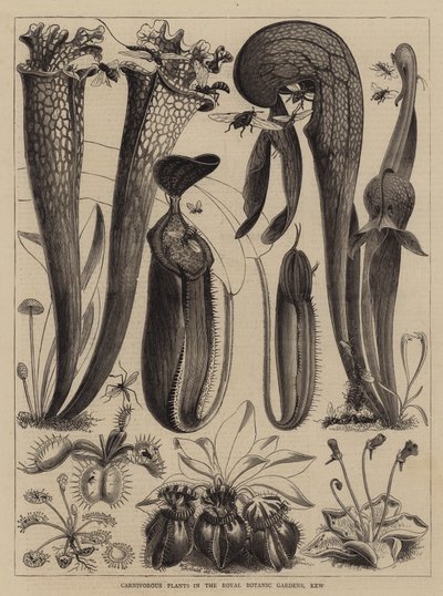 Masožravé rostliny v Royal Botanic Gardens, Kew od Walter Granville Smith