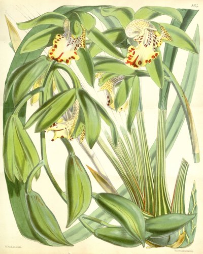 Cymbidium hookerianum od Walter Hood Fitch