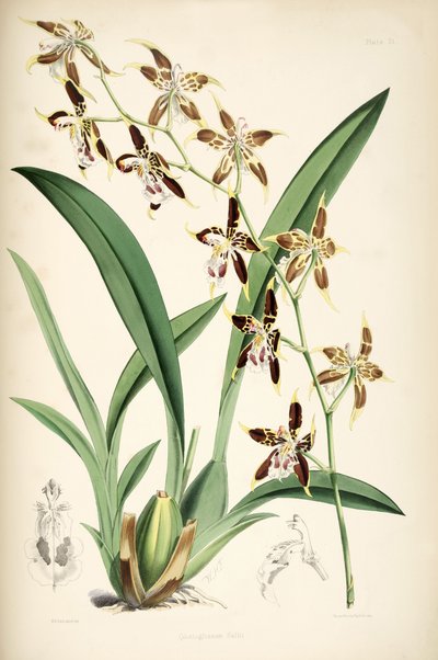 Odontoglossum hallii od Walter Hood Fitch