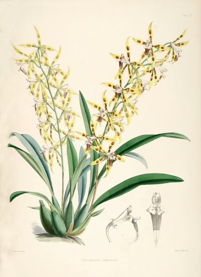Odontoglossum lindleyanum od Walter Hood Fitch
