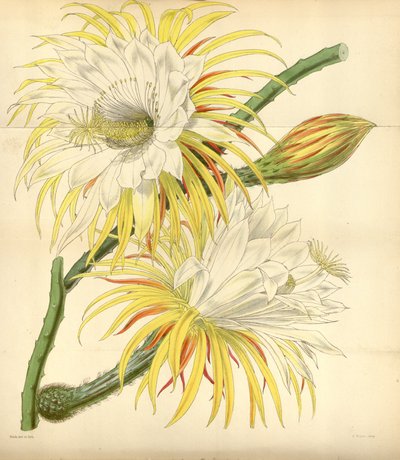 Selenicereus macdonaldiae od Walter Hood Fitch