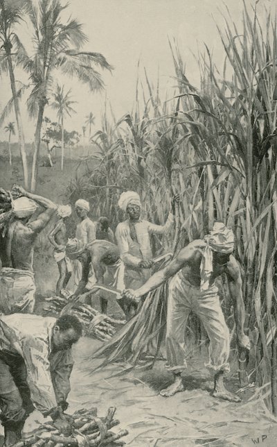 Trinidad Coolies při práci v rákosovém poli od Walter Stanley Paget