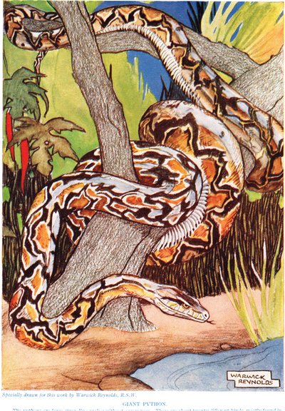 Giant Python, ilustrace z 