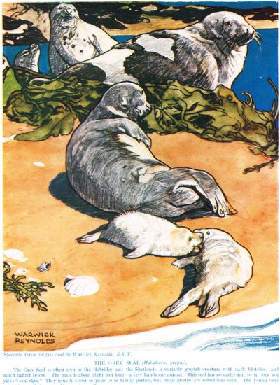 Šedá pečeť, ilustrace z 