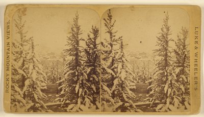 [Stromy se sněhem, Leadville, Colorado] od Wellington O. Luke and Dansford Noble Wheeler