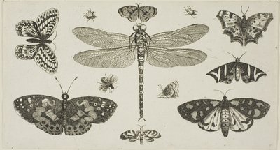 Vážka, berušky a motýli z Diversae Insectorum...Figurae od Wenceslaus Hollar