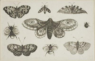 Můra, motýli a včely od Wenceslaus Hollar