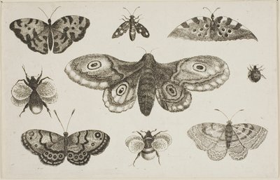 Můra, motýli a včely od Wenceslaus Hollar