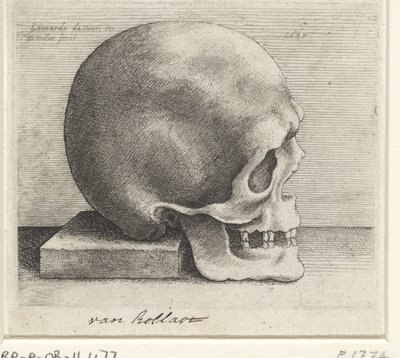 Anatomická studie lebky od Wenceslaus Hollar