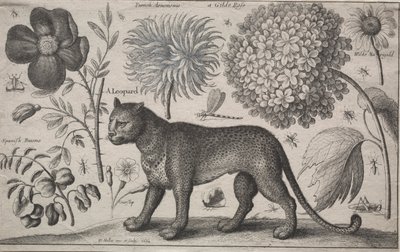 Zvířata a rostliny: Leopard s rostlinami a hmyzem od Wenceslaus Hollar