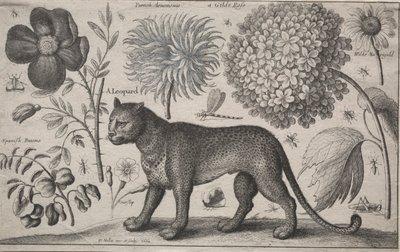 Zvířata a rostliny: Leopard s rostlinami a hmyzem, 1662. od Wenceslaus Hollar