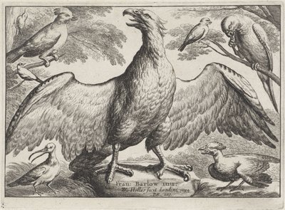 Orel Různí ptáci (název série) od Wenceslaus Hollar
