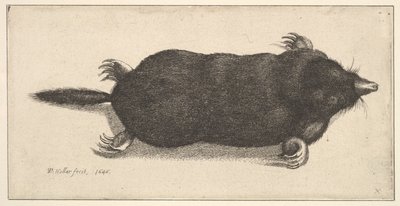 Mrtvý krtek, 1646. od Wenceslaus Hollar