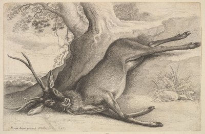 Mrtvý jelen, 1646. od Wenceslaus Hollar