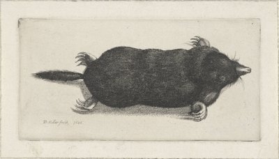mrtvý krtek od Wenceslaus Hollar