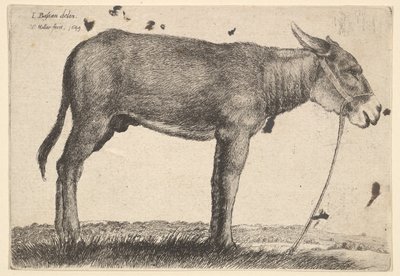 Osel, 1649. od Wenceslaus Hollar