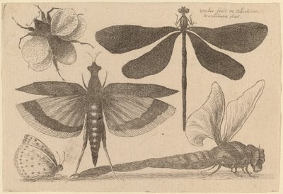 Vážky, čmelák a motýl od Wenceslaus Hollar
