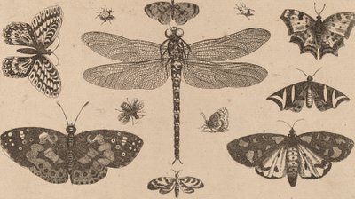 Vážka, berušky a motýli. od Wenceslaus Hollar