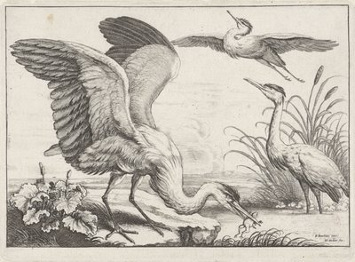 tři volavky Druh Diversae avium (název série) Různí ptáci (název série) od Wenceslaus Hollar
