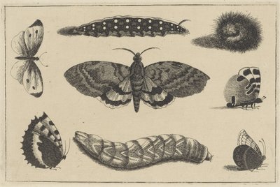 Tři housenky, můra a čtyři motýli Různý hmyz (název série) Diversae Insectorum (název série) od Wenceslaus Hollar