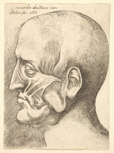 Ecorche hlava muže z profilu vlevo, 1660. od Wenceslaus Hollar