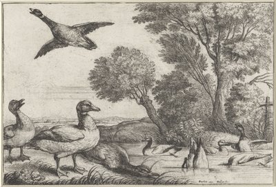Kachny Druh Diversae avium (název série) Různí ptáci (název série) od Wenceslaus Hollar