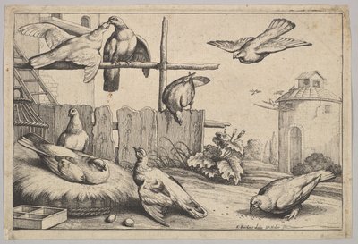 Osm holubic, 1625-77. od Wenceslaus Hollar