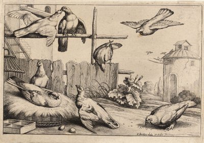 Osm holubic. stát 1 od Wenceslaus Hollar