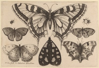 Pět motýlů, můra, brouk a pavouk od Wenceslaus Hollar