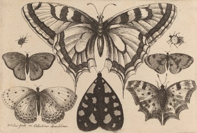 Pět motýlů, můra a dva brouci, 1646. od Wenceslaus Hollar